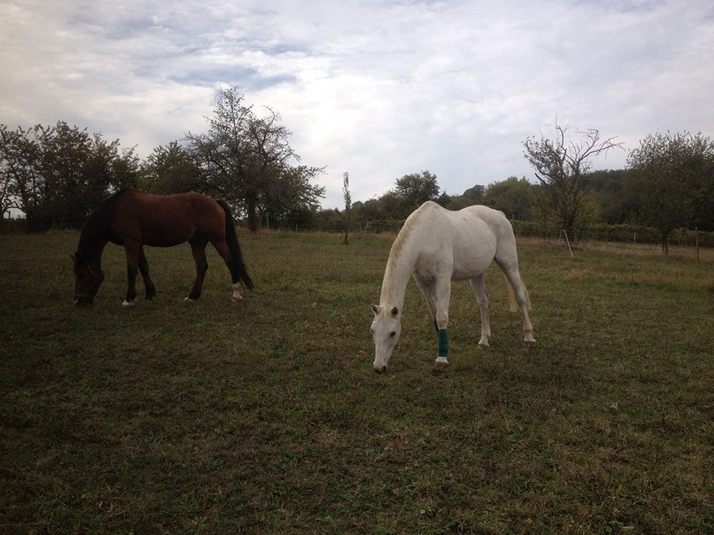 Haus Am Kastanienwald